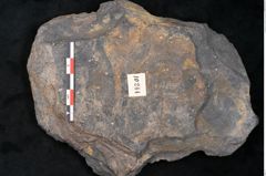 Foto (Detailansicht) von Ceratopetalum vivulare Ettingshausen (NHMW-GEO-2024-0188-10244)